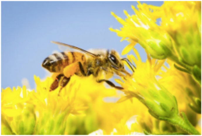 Keeping the Bees Buzzing