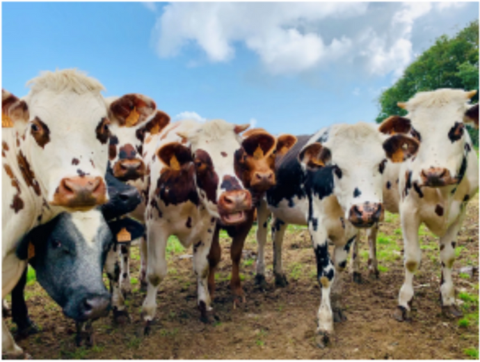 How Cows Produce Milk