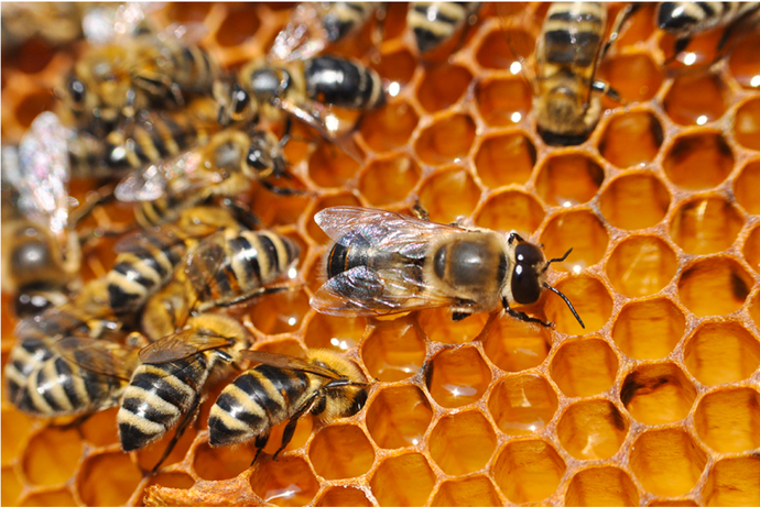 Relationships In The Beehive