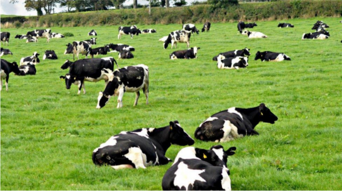 Milk Popularity In New York