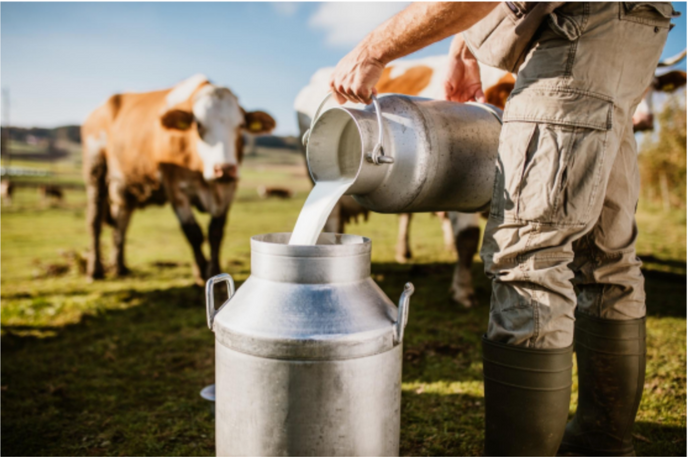 Quick Facts About Cows And Milk That You May Not Know