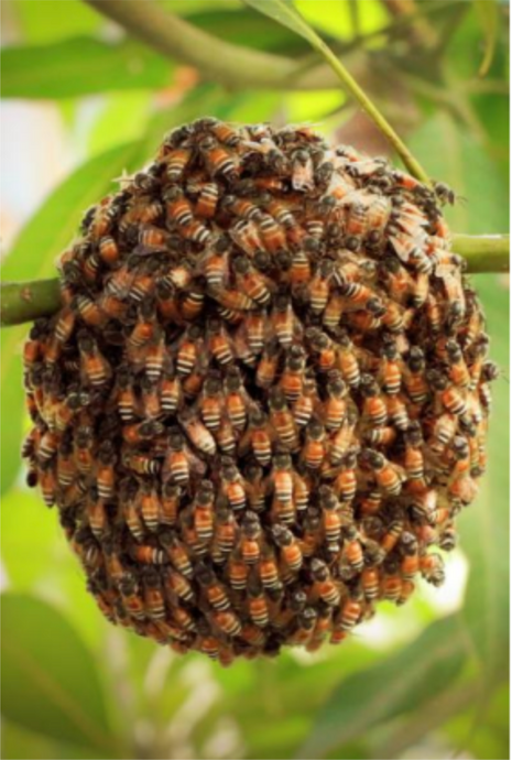 How Do Honey Bees Survive The Cold?